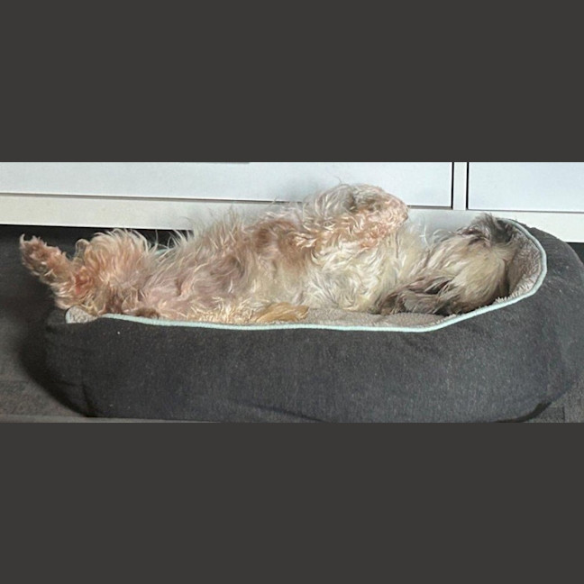 Photo of Gingy Newhaven