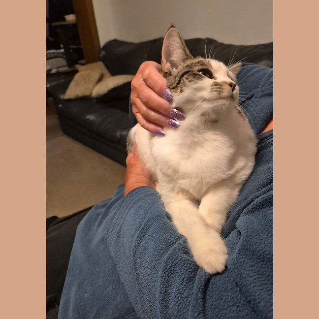 Photo of Honey