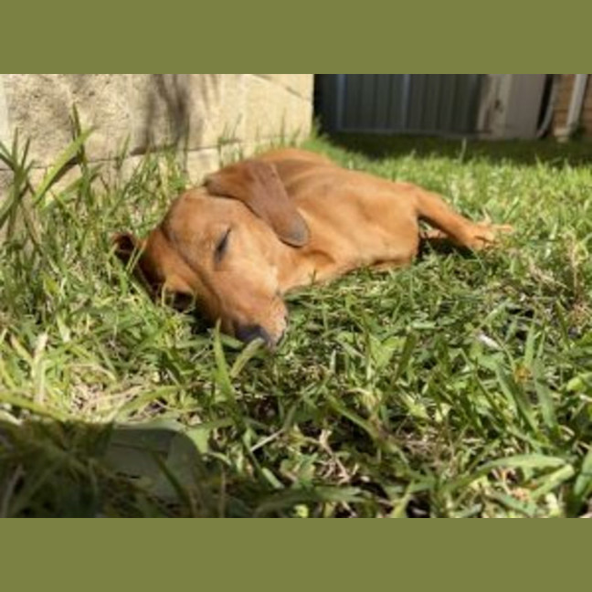 Photo of Schnitzel