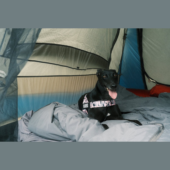 Photo of Haribo   7 Year Old Greyhound 