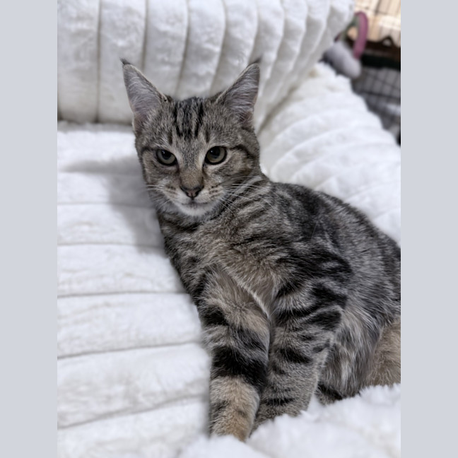 Photo of Chipp