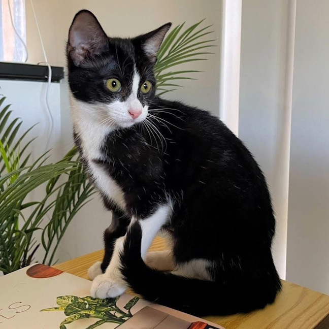 Photo of 12449   Primrose