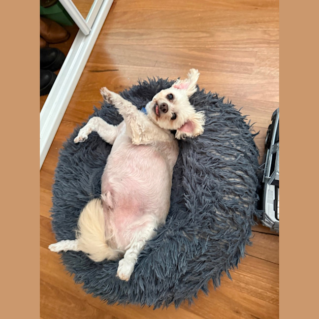 Photo of Matey   10 Year Old Moodle