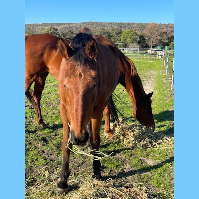 Photo of Dudey