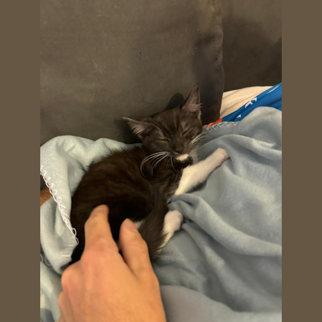 Photo of Figgy