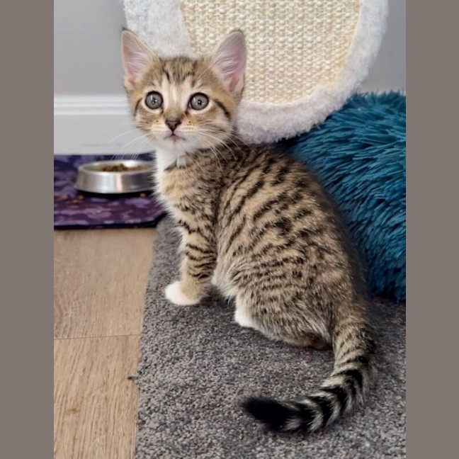 Photo of Fern