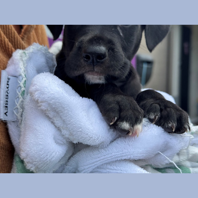 Photo of D1203 Maverick