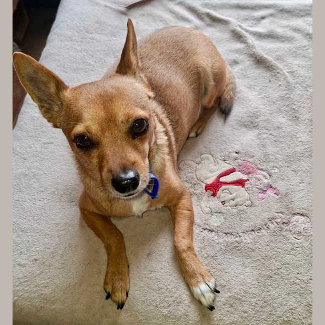 Max - 3 Year Old Chihuahua X - Small Male Chihuahua Mix Dog in NSW