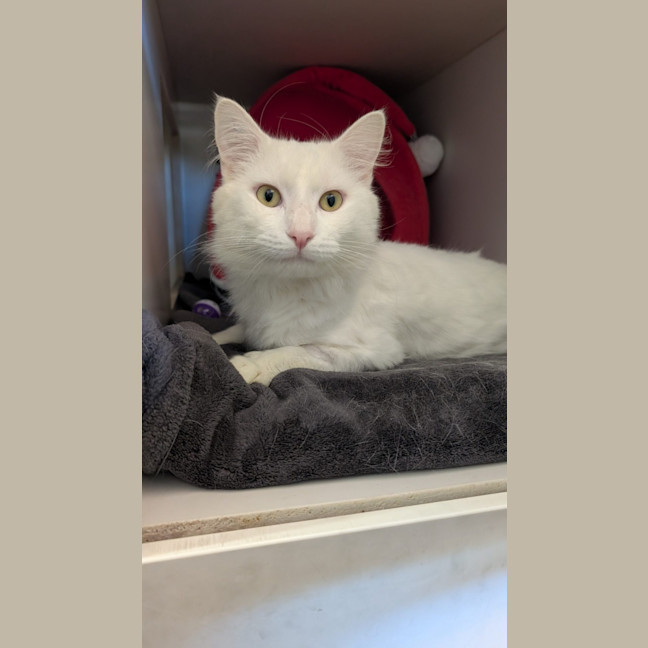 Photo of Ratatouille