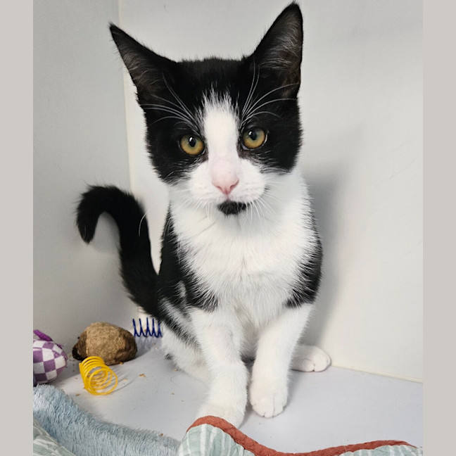Photo of Sylvester 