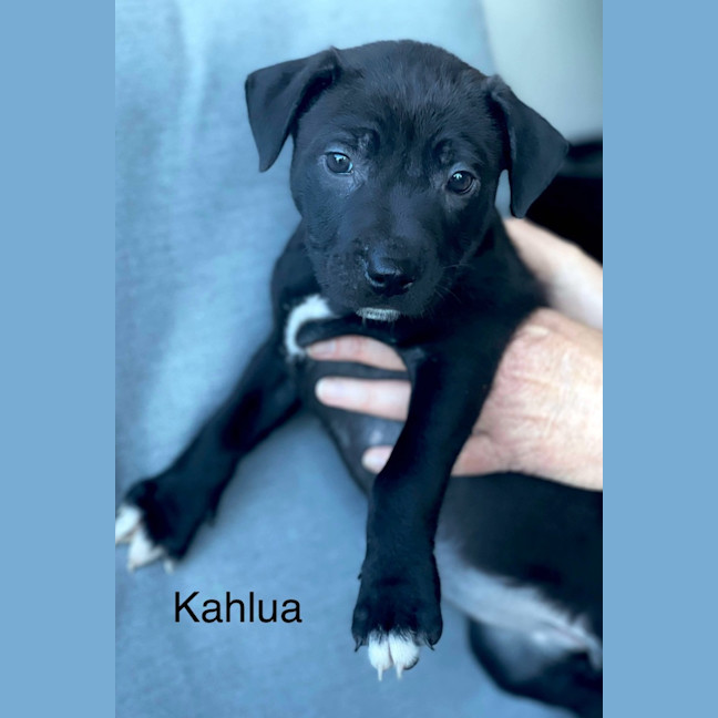 Photo of Kahlua