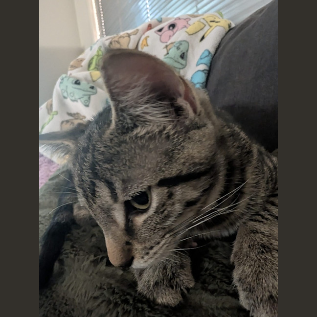 Photo of Ziggy