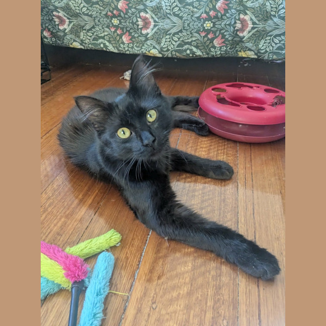 Photo of Percy *9 Lives Project Rescue*