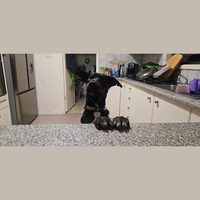 Photo of Timmy   4 Month Old Kelpie X