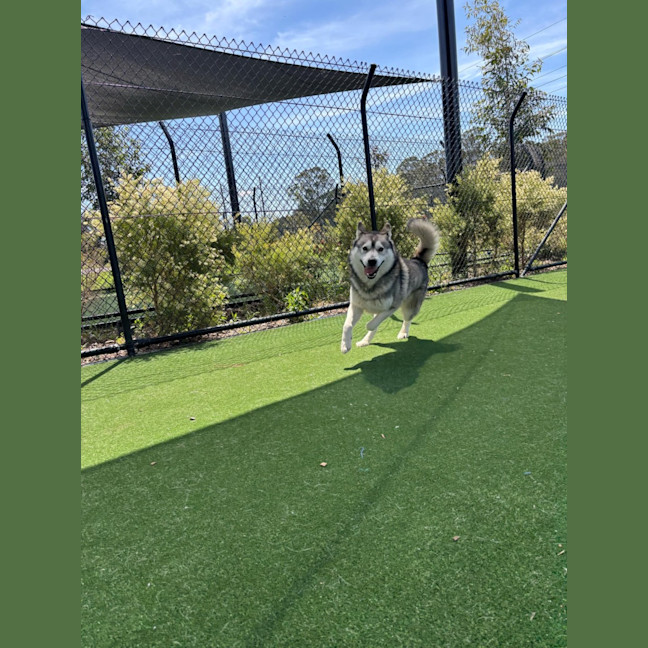 Photo of Rocky Imp 1867