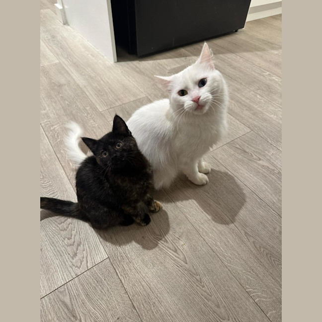 Photo of Bella & Fleur