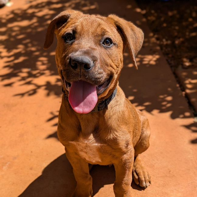 Photo of Ranger