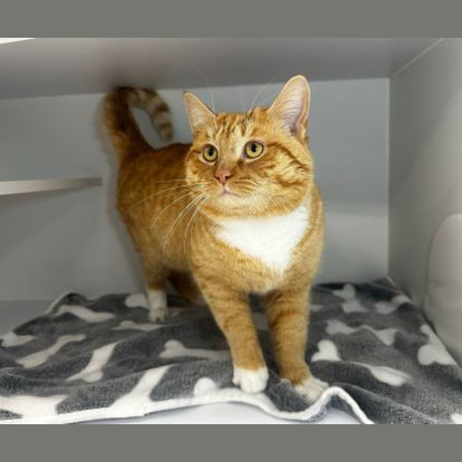 Photo of Ollie