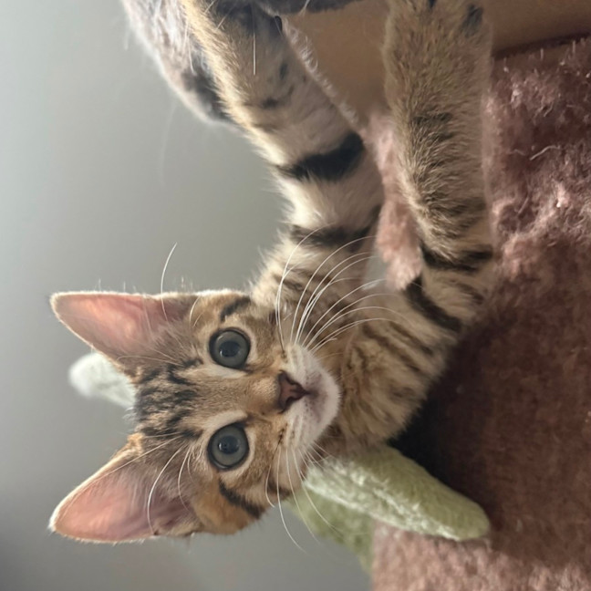 Photo of Levi 🥝