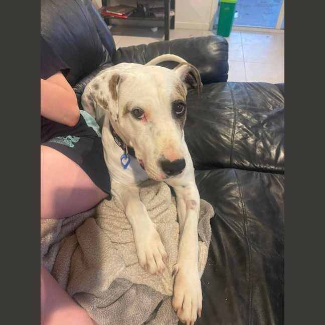 Photo of Lindy *$250 Adoption Fee*