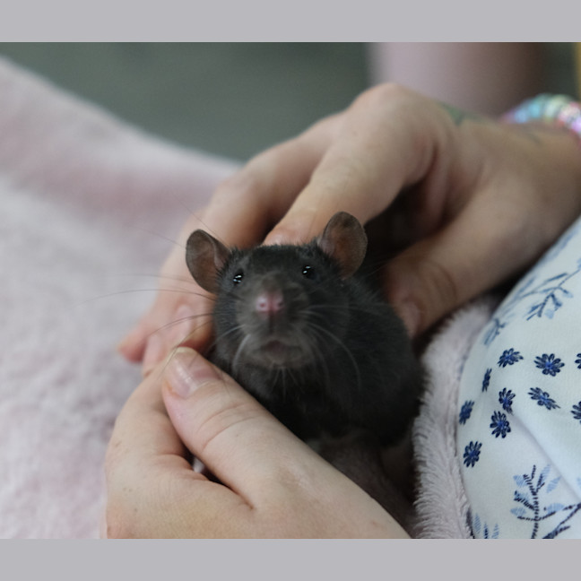 Photo of Charlee