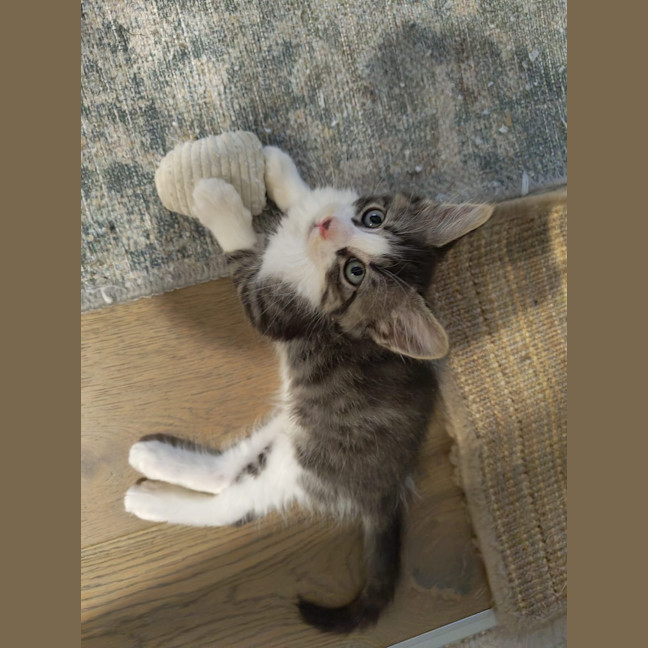 Photo of Cadbury