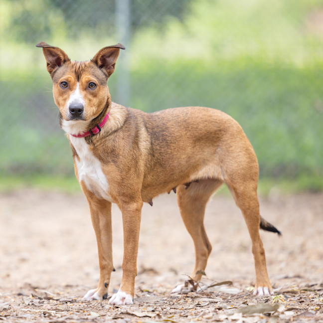 Photo of Honey