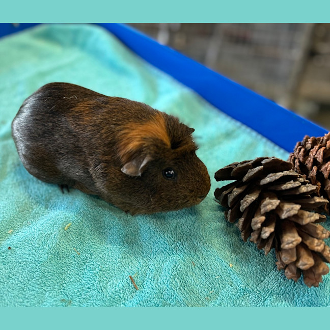 Photo of Milo