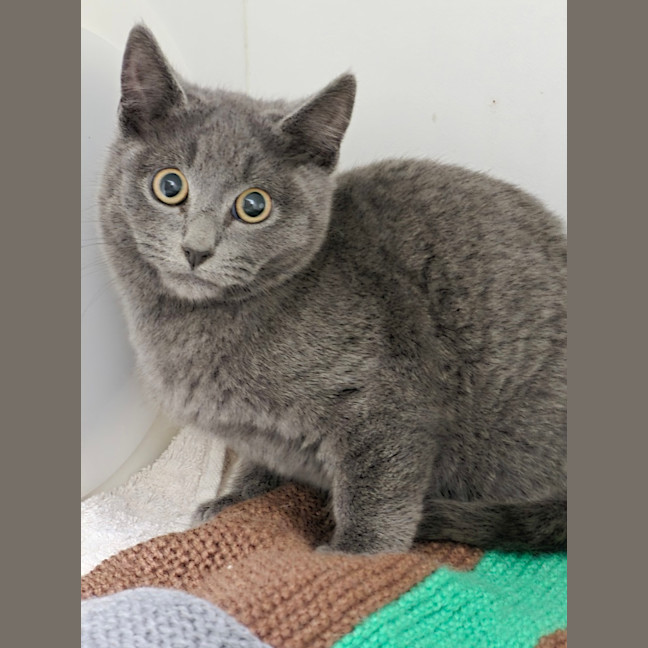 Photo of Blue
