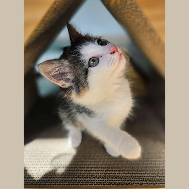 Photo of Milwaukee   In Foster Care In Northcote