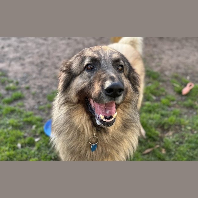 Photo of Lucky