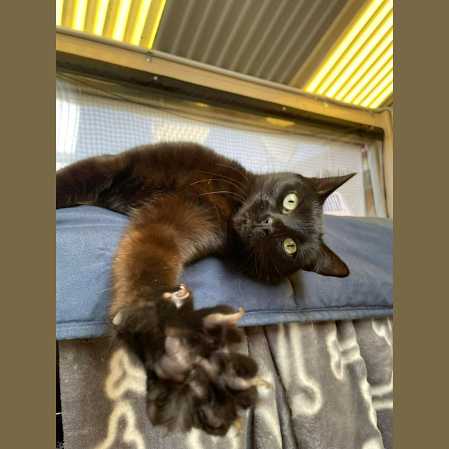 Photo of Binx