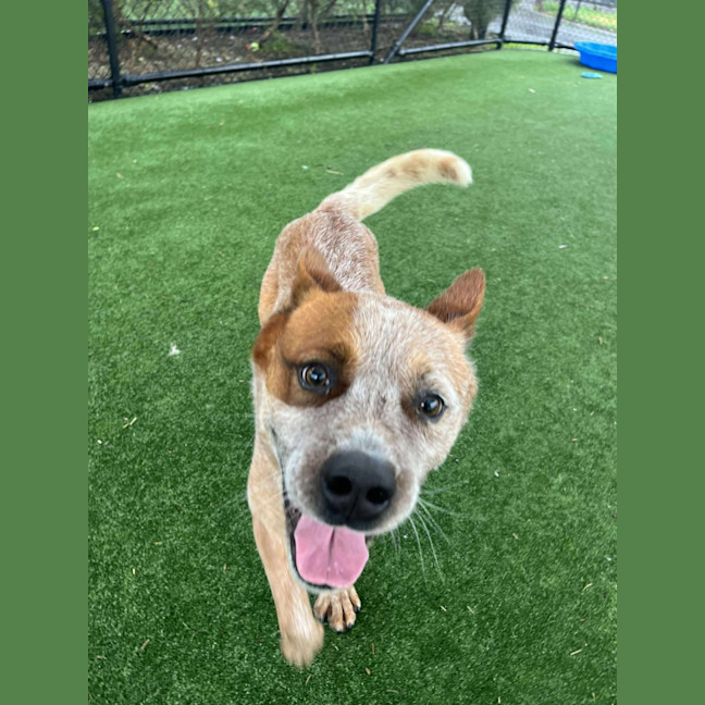 Photo of Bug A Lug Imp 1759