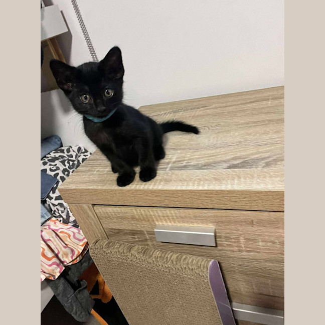 Photo of Baloo