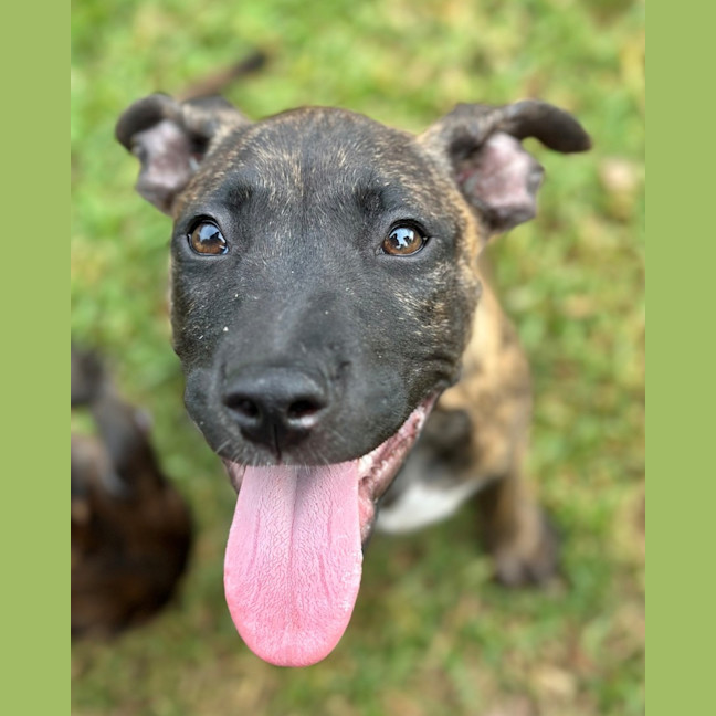 Photo of Gertie