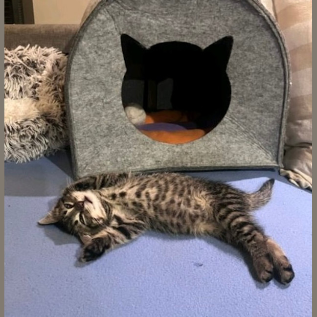 Photo of Lynx 