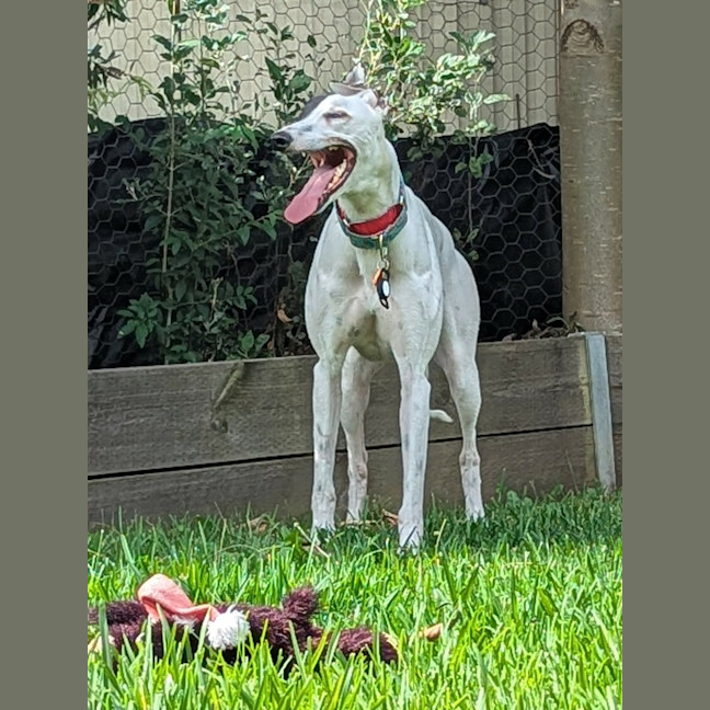 Photo of Patch, The Greyhound
