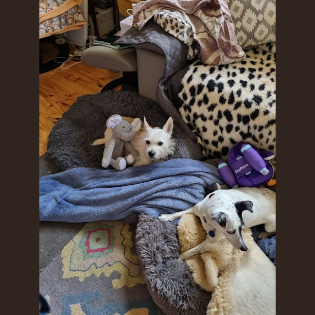 Photo of Jack And Sunny