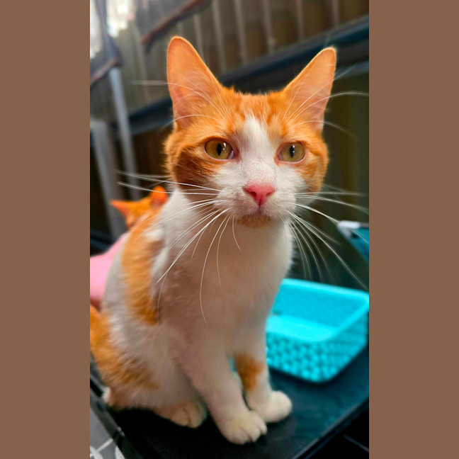 Photo of Butters
