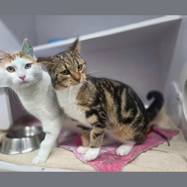 Photo of Mew