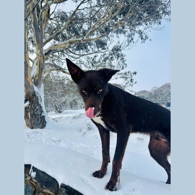 Photo of Milo Haliwell