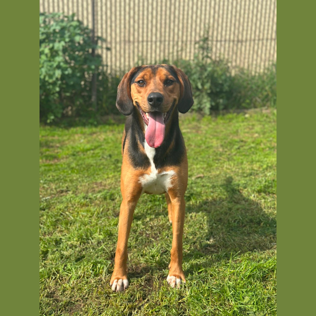 Photo of Boxer