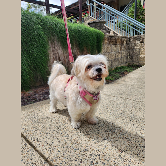 Photo of Cindy   12 Year Old Maltese X Shih Tzu