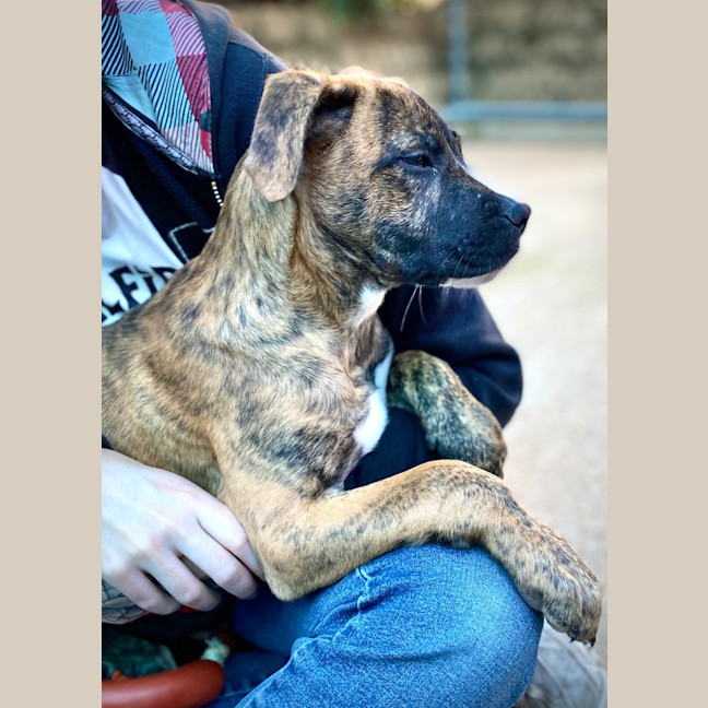 Photo of Diesel