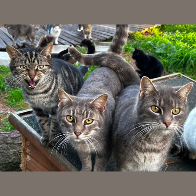 Photo of The Twins Chaffy