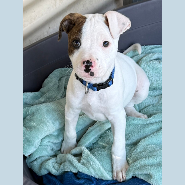 Photo of Scout