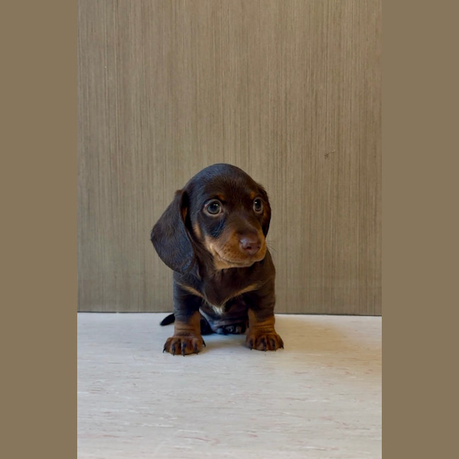 Photo of Arlo