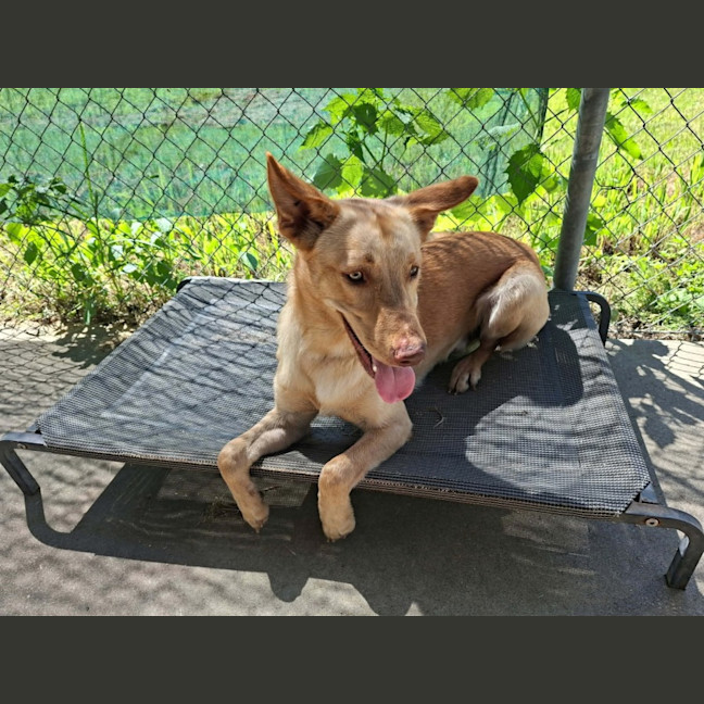 Photo of Brandy