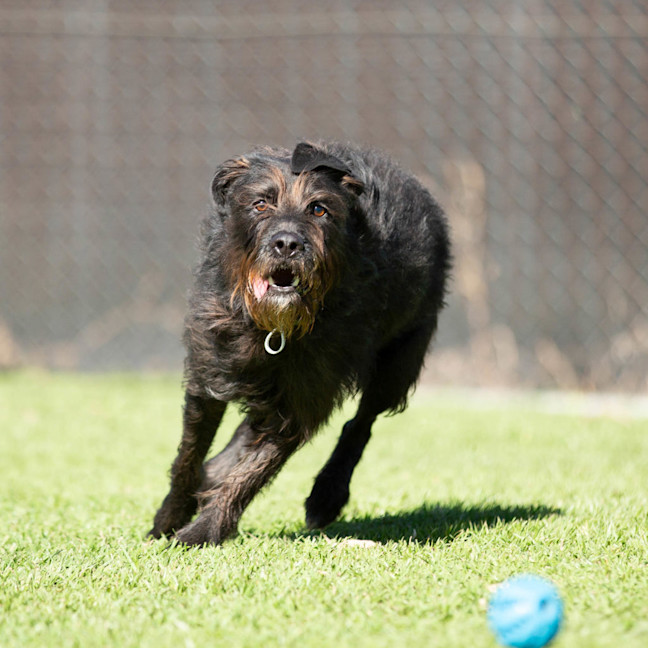 Photo of Sirius
