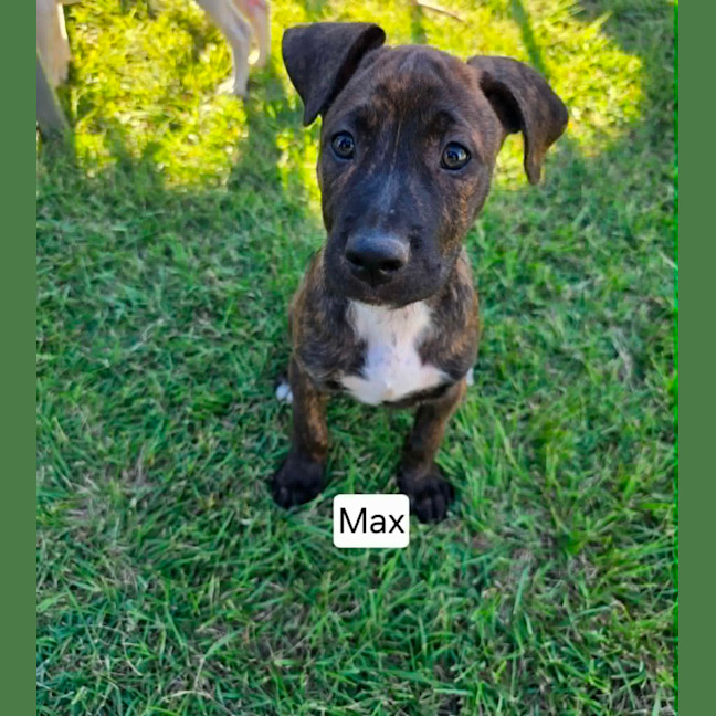Photo of Max